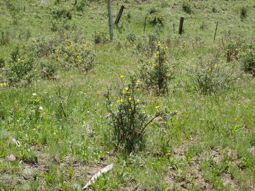 GDMBR: Cinquefoil.